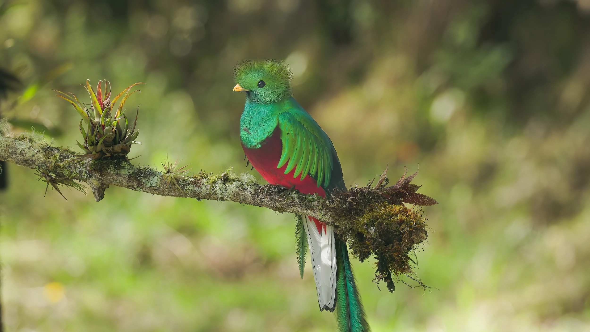 Monteverde Cloud Forest Quetzal