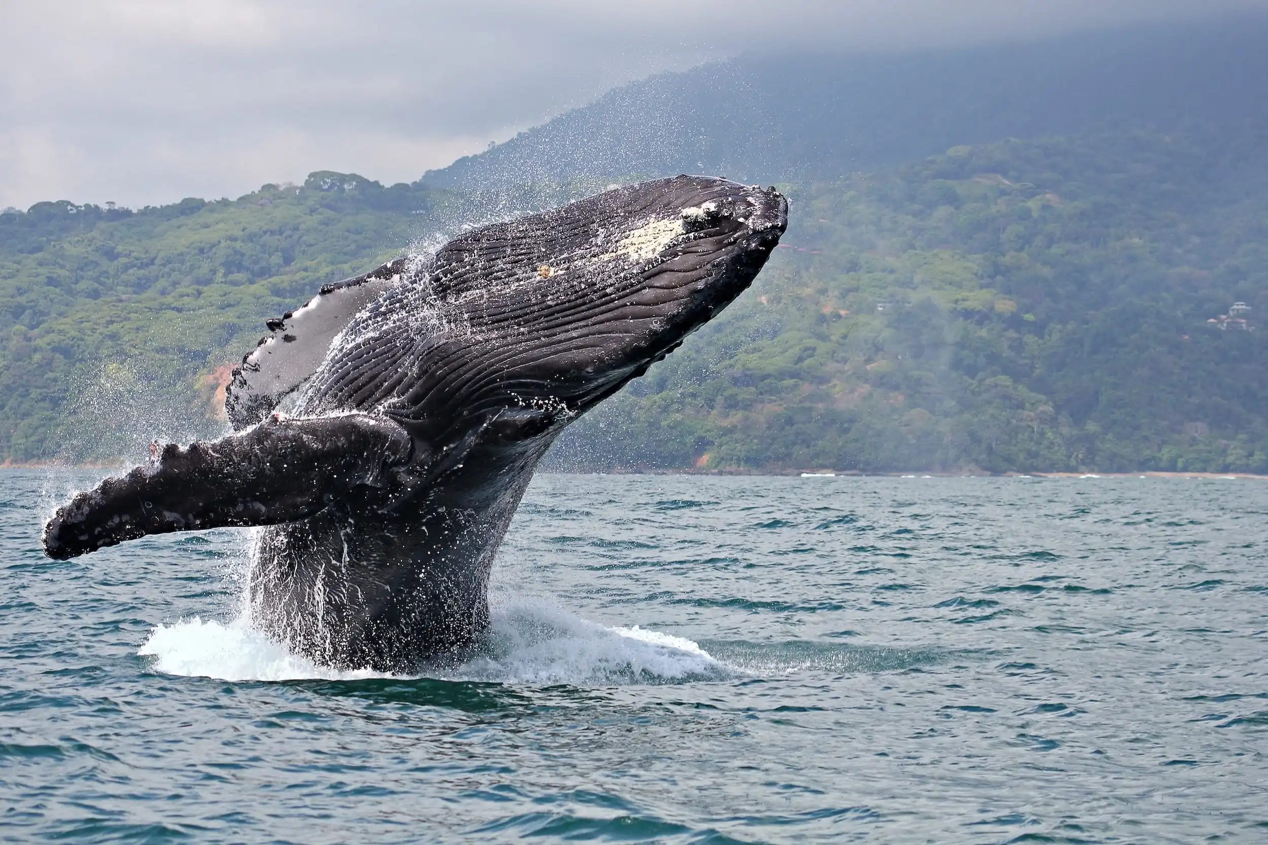 Whale breaching in Golfo Dulce Costa Rica